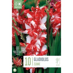 KAPITEYN STANDARD-Gladiolus...
