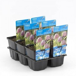 Fritillaria meleagris...