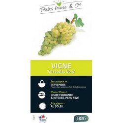 VIGNE 'Chasselas Dore' C3L...