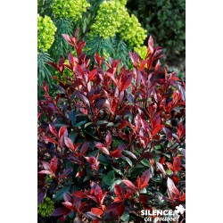 Photinia Fraseri Dicker...