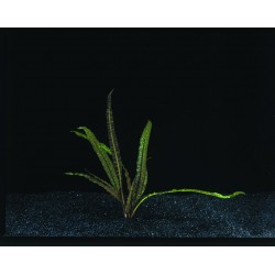 Plante aquatique 5CM POT...