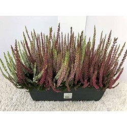 Calluna multicolor h30-jard40