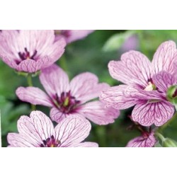 Geranium vivace c2.5l