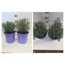 Lavandula grosso tfe-p18