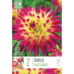 KAPITEYN STANDARD-Dahlia...
