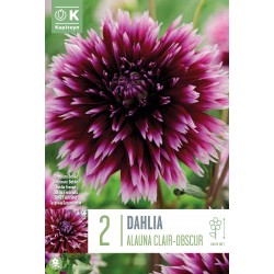 KAPITEYN STANDARD-Dahlia...