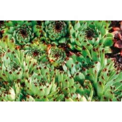 Sempervivum Calcareum C0.65L