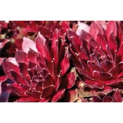 Sempervivum Rubin C0.65L