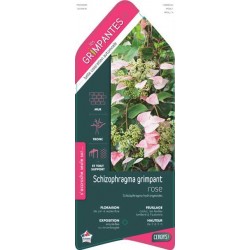 SCHIZOPHRAGMA hydrangeoides...