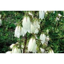 Campanula ht blc c0.65l