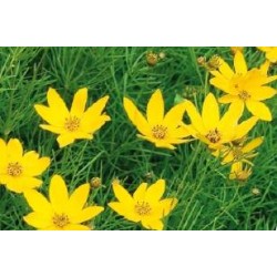 Coreopsis verticillata...