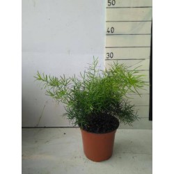 Asparagus sprengeri p13