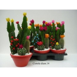 Comp. plantes grasses...