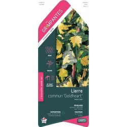 HEDERA helix 'Goldheart'...