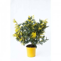 MIMOSA gaulois TFE H55...