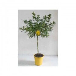 MIMOSA gaulois TG H85 P19-COUL