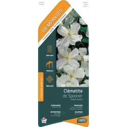 CLEMATIS 'Sponeeri'...