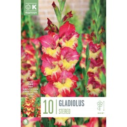KAPITEYN STANDARD-Gladiolus...