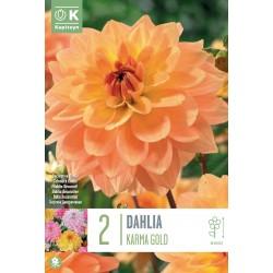 KAPITEYN STANDARD-Dahlia...