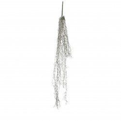 Chute De Tillandsia  Vert...