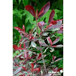 Photinia Fraseri Pink...