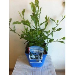 Plumbago auriculata c2.5l-deco