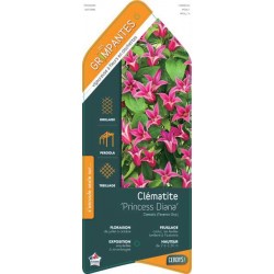 CLEMATIS texensis 'Princess...