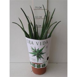 Aloe vera c5l