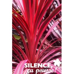 Cordyline Australis Cherry...