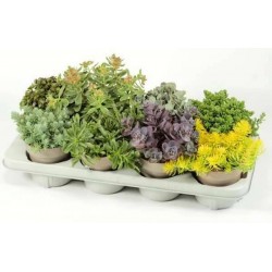 Sedum h18-p12