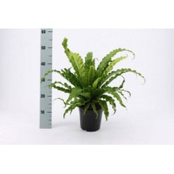 Asplenium antiquum osaka...