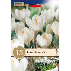 Bulbes de crocus grosse...