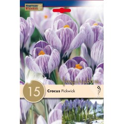 Bulbes de crocus grosse...