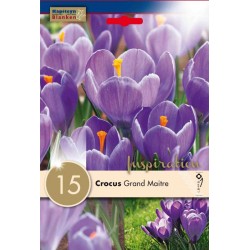 Bulbes de crocus grosse...