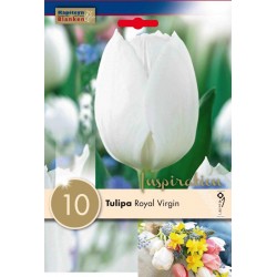Bulbes de tulipe royal...