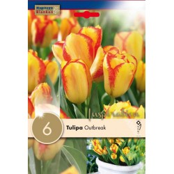 Bulbes de tulipe triomphe...