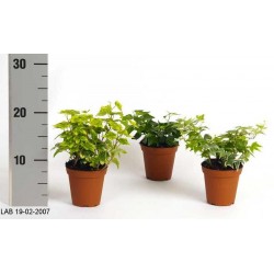Hedera helix h7-p8.5