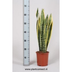 Sansevieria trifasciata...