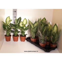 Dieffenbachia h40-p12
