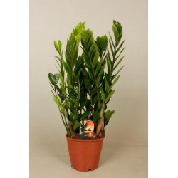 Zamioculcas zamiifolia...