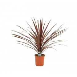 Cordyline australis red...
