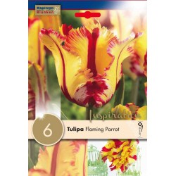 Bulbes de tulipe perroquet...