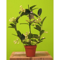 Stephanotis floribunda...