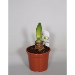 Amaryllis blc 2flr-h25-p14