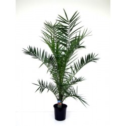 Phoenix canariensis h110-p19